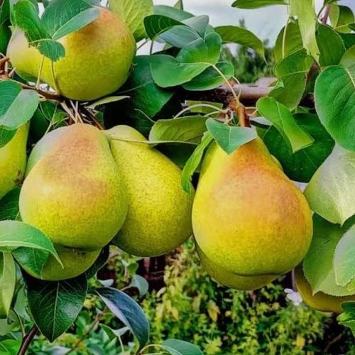 Pears Plants